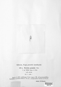 Puccinia graminis image